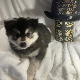 Akela - Black and white Pomsky puppy in Jacksonville, Florida from Northeast Florida Pomskies