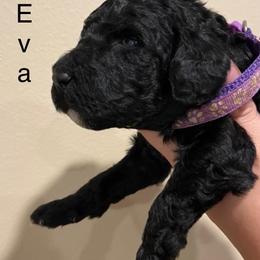 Poodle Puppies from Semmy’s standard Poodle