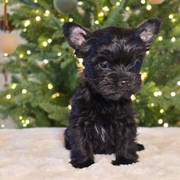 Lola - Parti female Yorkshire Terrier puppy in Mountain Grove, Missouri from Precious Puppies