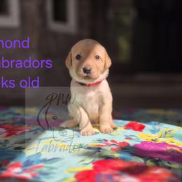 Diamond - Yellow female Labrador Retriever puppy in Rogue River, Oregon from PNW Labradors