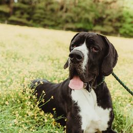 Cyrus - Great Dane