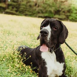 Cyrus - Great Dane
