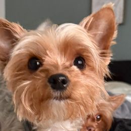 Jojo - Yorkshire Terrier