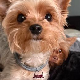 Jojo - Yorkshire Terrier