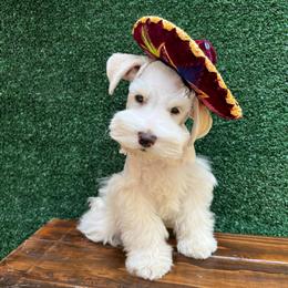 Sax - White male Miniature Schnauzer puppy in Hemet, California from Journee Home Mini Schnauzers