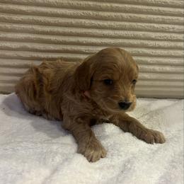 Brie - Cream female Goldendoodle puppy in Payson, Utah from Country Sky Doodles