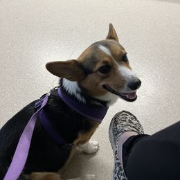 Pembroke Welsh Corgis from Careaga Farms