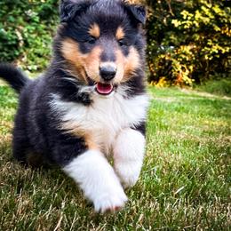 Collie Puppies from Meissa Collies