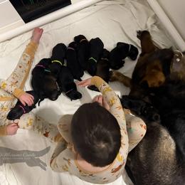 German Shepherd Puppies from Di Massimo Canile