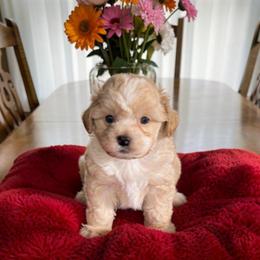 Logan - Apricot male Maltipoo puppy in Lawrenceburg, Tennessee from LUV Poodles and Maltipoos