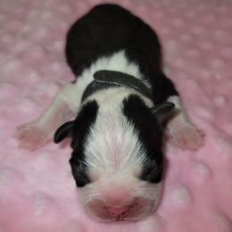 Black Ribbon Female - Black and white female Boston Terrier puppy in Cedar Hill, Texas from Baldwins Boston Terriers
