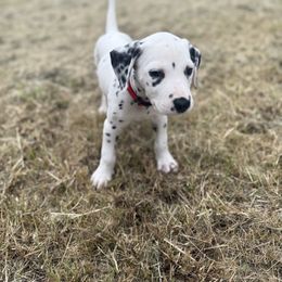 Rently - White and black male Dalmatian puppy in Fort Worth, Texas from Xzayvius Stitt