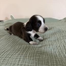 Sarah - Piebald female Dachshund puppy in Athens, Alabama from 4 Moore Ranch