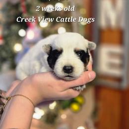 Girl 1 - Blue mottled female Australian Cattle Dog puppy in Monroe, North Carolina from Creek View Cattle Dogs