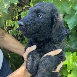 Tan collar - Sable male Goldendoodle puppy in Fairfield, California from Twin Sisters Doodles