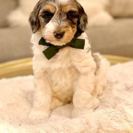 Boy 4 - Merle male Bernedoodle puppy in Salt Lake County, Utah from Coco Avenue Pups