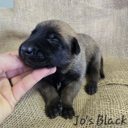Jo's Black - Mahogany male Belgian Malinois puppy in Berry, Alabama from North River k9
