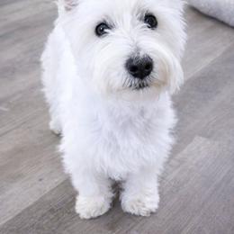 Lexie - West Highland White Terrier
