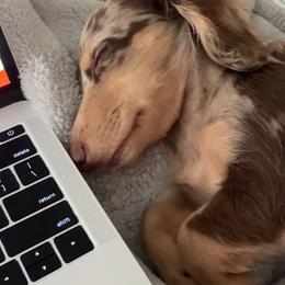 Dachshund Puppies from Lone Star Dachshunds