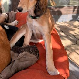 Priya - Green Collar - Red female Saluki puppy in Los Angeles, California from Srinagar Salukis