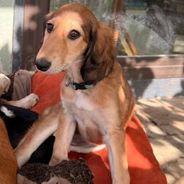 Priya - Green Collar - Red female Saluki puppy in Los Angeles, California from Srinagar Salukis