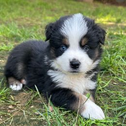 Cash - Black tri male Miniature Australian Shepherd puppy in Phillipsburg, New Jersey from Dusty Dogs Miniature Australian Shepherds