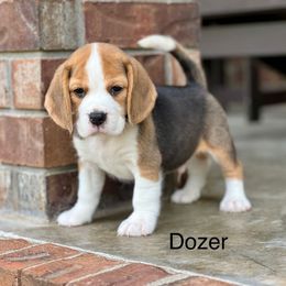 Dozer - Black tan and white male Beagle puppy in Mansfield, Missouri from Rippee Creek Kennel