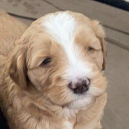 Girl 5 - Bernedoodle puppy in Berryville, Virginia from Hazel the Bernedoodle