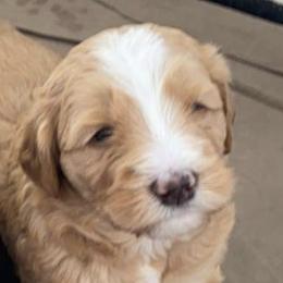 Girl 5 - Bernedoodle puppy in Berryville, Virginia from Hazel the Bernedoodle