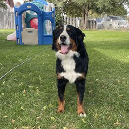 Genie - Bernese Mountain Dog