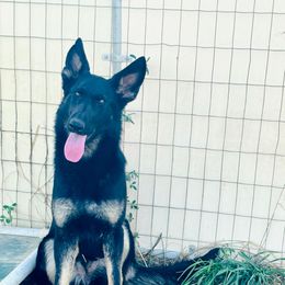 Qwyn - Bi-color female German Shepherd puppy in Osco, Illinois from Sonnenhügel Kennel, LLC