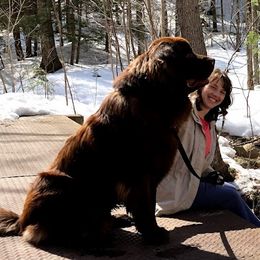Newfoundlands from Cedar Newfoundlands