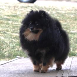 Aneesa - Pomeranian