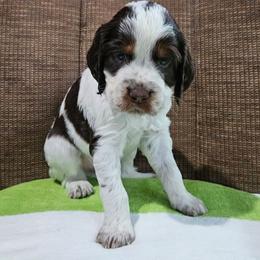 Angler - Liver white and tan male English Springer Spaniel puppy in Grant, Michigan from Bedell's Riverdog Run