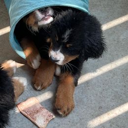 Bernese Mountain Dog Puppies from Alpen Daydream Bernese