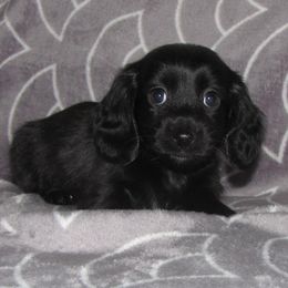 Boy 4 - Dachshund puppy in Anamosa, Iowa from Melsh Precious Pets