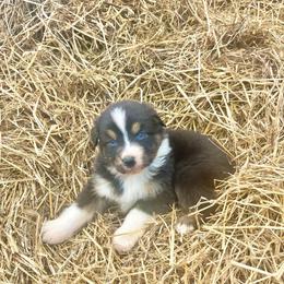 Wilber - Black tri-color male Australian Shepherd puppy in Kentland, Indiana from Pine Grove Aussies