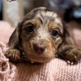 Twix - Chocolate and cream female Dachshund puppy in Fayetteville, West Virginia from Loop Creek Dachshunds