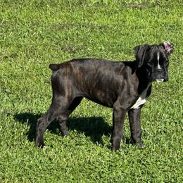 Zara - Brindle female Boxer puppy in Cicero, New York from MK Boxer Haven of CNY