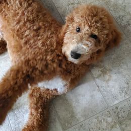 Poodle Puppies from Derby Family Poodle