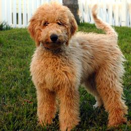 Australian Labradoodle All Grown Up from Selah Doodles