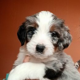 Aussiedoodle, Bernedoodle, Poodle, Shihpoo, and Shih Tzu Puppies from Route 66 Poodles & Doodles, Sapphire Shih-tzu's of Ohio