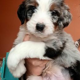 Aussiedoodle, Bernedoodle, Poodle, Shihpoo, and Shih Tzu Puppies from Route 66 Poodles & Doodles, Sapphire Shih-tzu's of Ohio