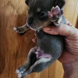Blake - Blue and white male Chihuahua puppy in Nc, Florida from Brusseluv2