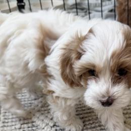 Cavapoos from Rosie’s Pups