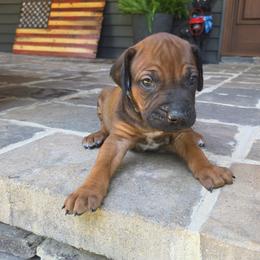Truit - Rd whtn blk nose male Rhodesian Ridgeback puppy in Gaffney, South Carolina from Circle D Farms
