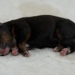 Boy 5 - Tri-color male Bernedoodle puppy in Montverde, Florida from Central Florida Bernedoodles