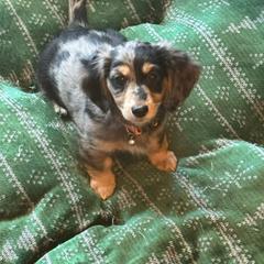 Thea - Gray (blue) and tan female Dachshund puppy in Cedar Falls, Iowa from Kristy's Dachshunds
