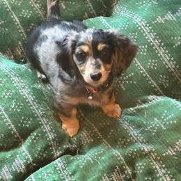 Thea - Gray (blue) and tan female Dachshund puppy in Cedar Falls, Iowa from Kristy's Dachshunds