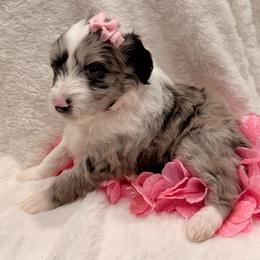 Pink collar toy - Blue merle female Aussiedoodle puppy in 32046, Florida from River Hill Ranch